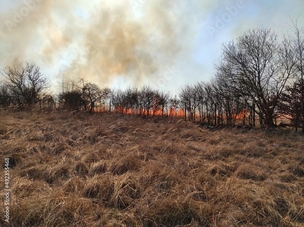 Obraz fire in the forest