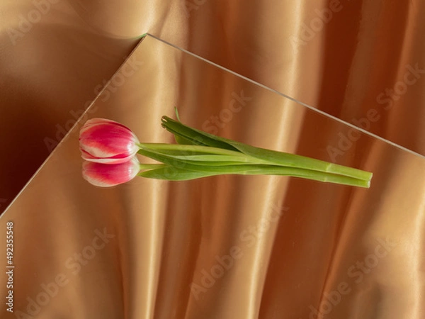 Fototapeta eater tulip on the mirror