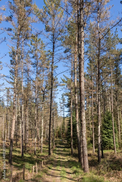 Fototapeta footpath between pines in the forests of the Basque country