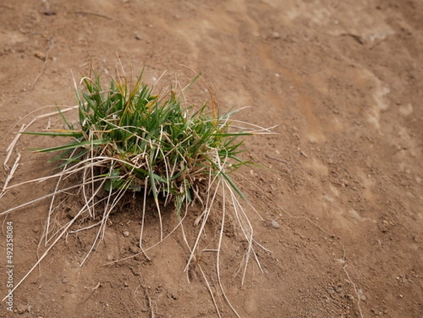 Obraz 雑草と斜面