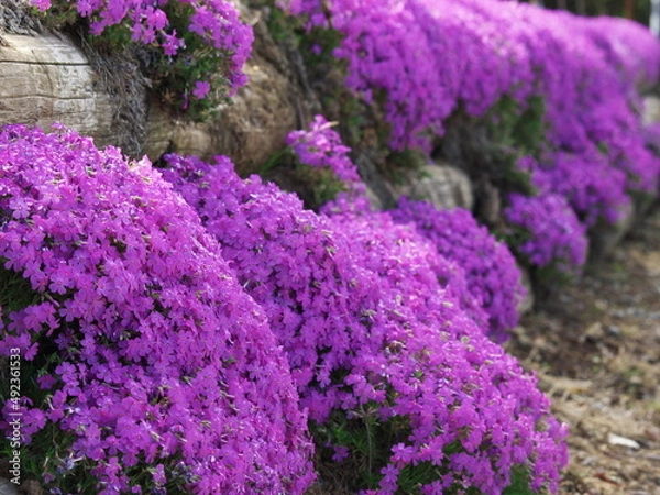 Fototapeta シバサクラ咲く垣根