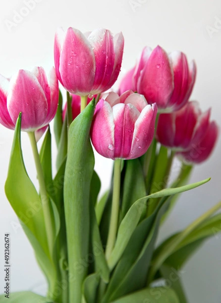 Fototapeta macro bright tulips with drops