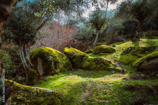 Fototapeta moss covered rocks