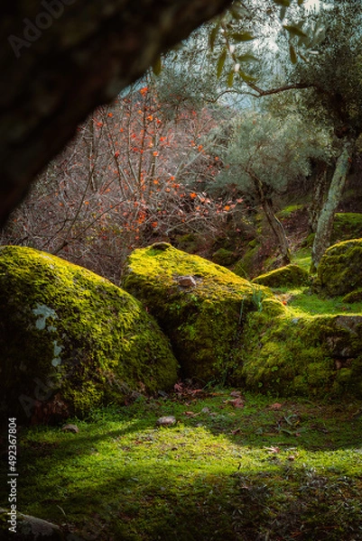 Fototapeta moss covered rocks