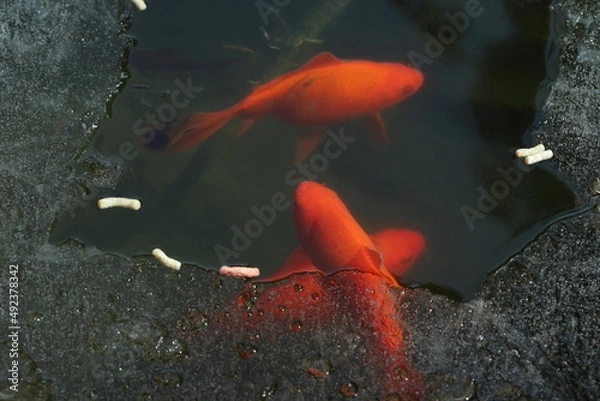 Obraz Red fish  in the frozen pond 