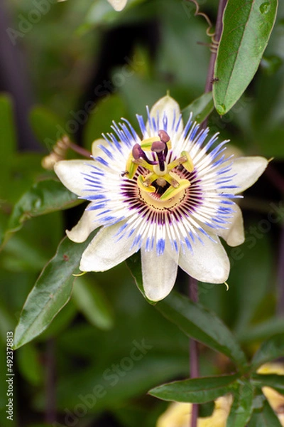 Fototapeta 不思議な魅力の花