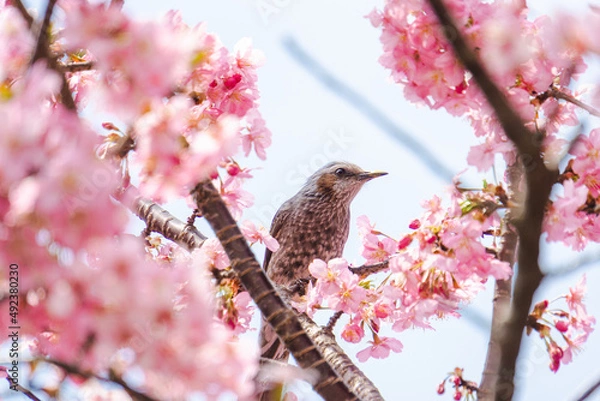 Obraz 河津桜とヒヨドリ