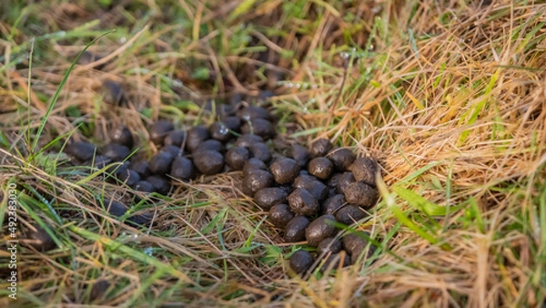 Fototapeta Pile of sheep dropping or faeces amongst grass in a winter field