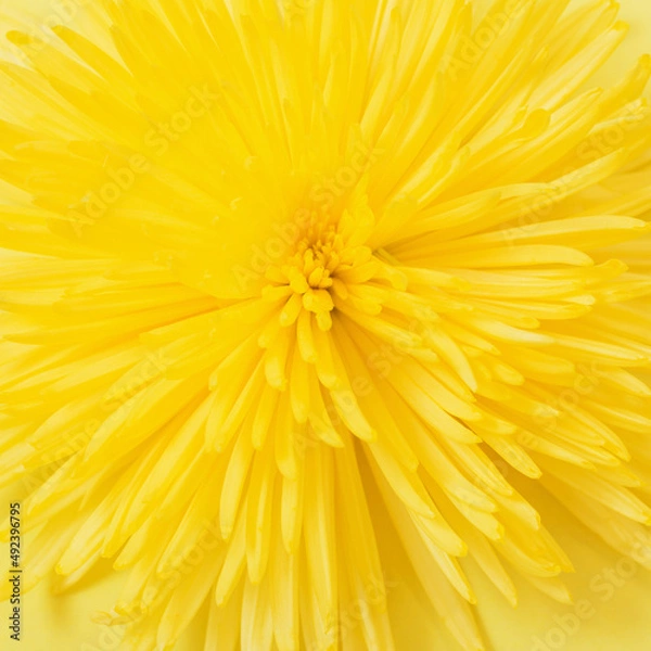 Fototapeta yellow chrysanthemum on yellow  paper background