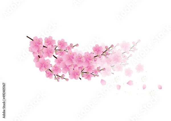 Obraz Sakura flowers background. cherry blossom isolated white background