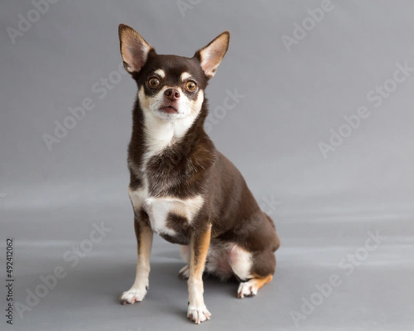 Fototapeta Selective focus horizontal portrait of tiny tricolor chihuahua staring intently while sitting against plain grey background