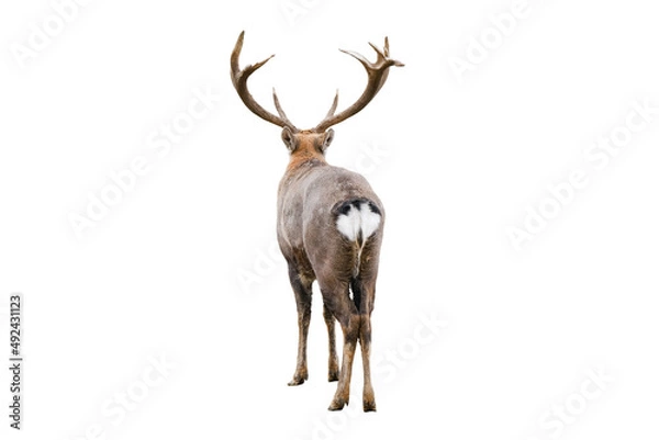 Fototapeta The dappled deer with huge horns is isolated on white background. Dappled deer close up back view. Deer butt. High-quality photo