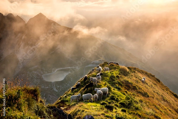 Fototapeta sheep herd on mountain top in Alps