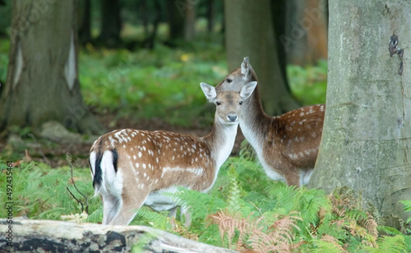 Fototapeta two female fallow deer a few meters away in the heart of the Roumare forest not far from Rouen in Normandy