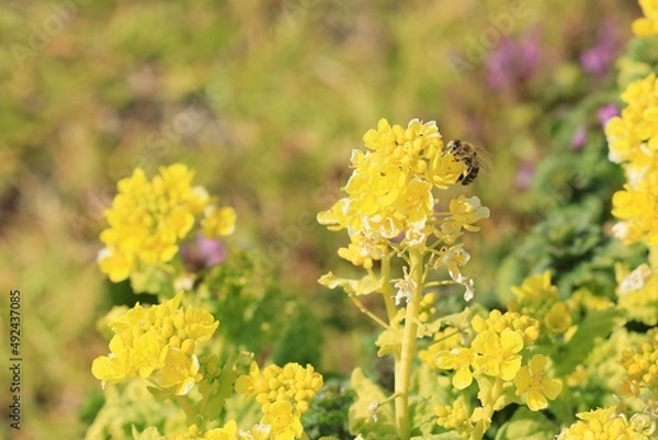 Obraz 春の菜の花畑で蜜を集めるミツバチ