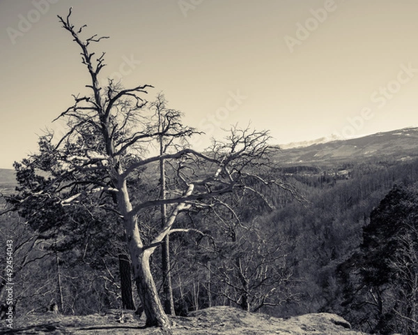 Obraz Old withered trees on the Chojnik mountain