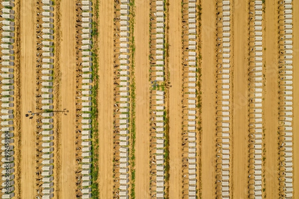 Fototapeta Aerial Shot of Large Cattle raising facility with rows of Calf Pens 
