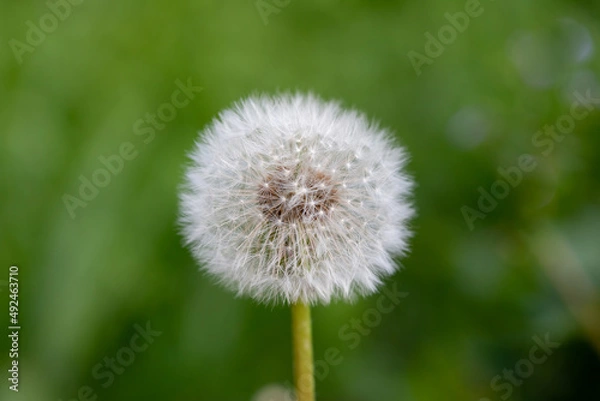 Fototapeta Closed Bud of a dandelion. Dandelion white flowers in green grass