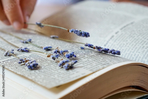Obraz Dried lavender flowers pressed inside book.