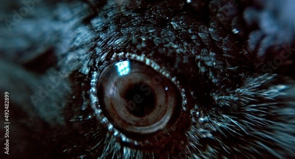 Obraz raven eye, large