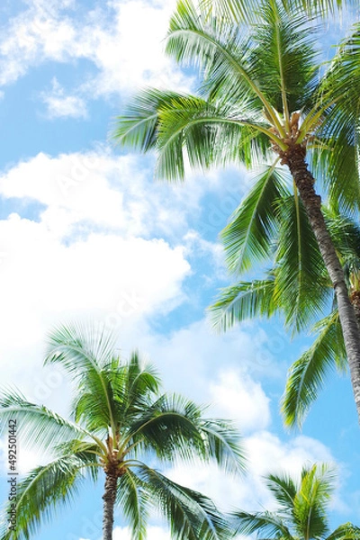 Fototapeta 青空とヤシの木