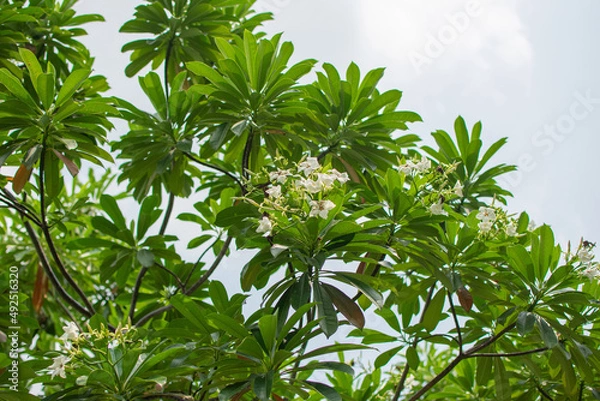 Obraz Cerbera Odollam Gaertn or Apocynaceae, flower