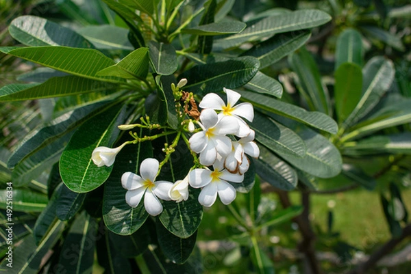 Obraz Frangipani flowers on the tree