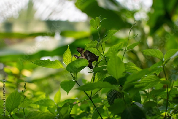 Obraz Butterfly standing on a leaf