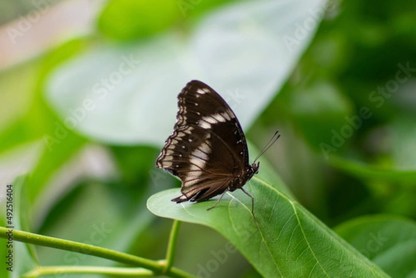 Obraz Butterfly standing on a leaf