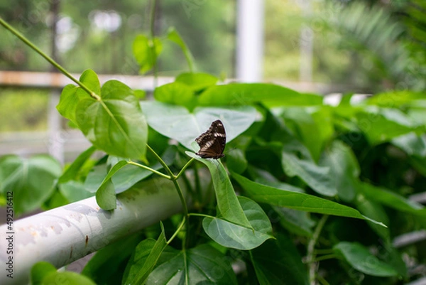Obraz Butterfly standing on a leaf
