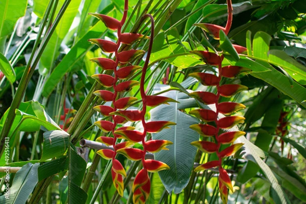 Obraz Flowers growing in the garden