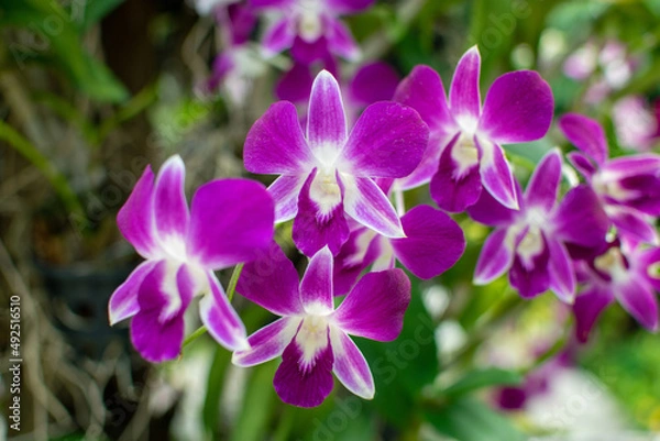 Obraz Orchids are blooming in the garden