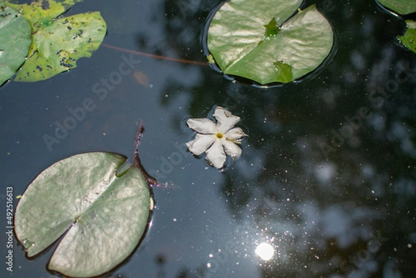 Obraz White flowers floating on water near lotus leaf