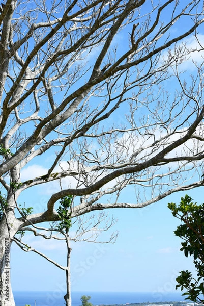 Fototapeta 枯れ木と青空