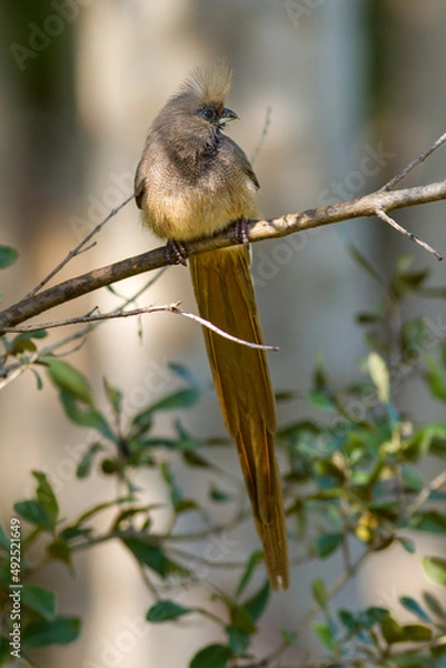 Fototapeta Mausvogel