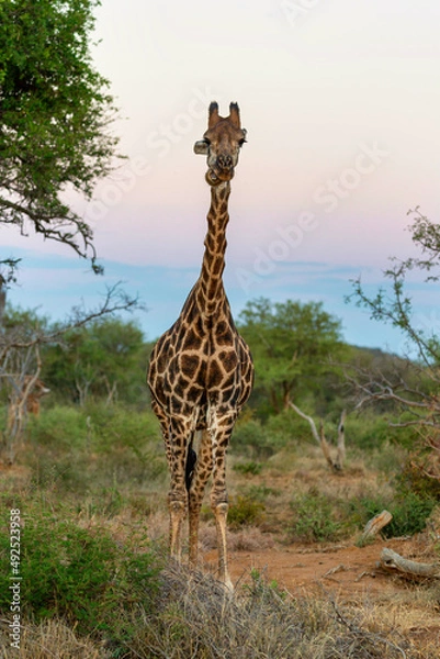 Fototapeta Giraffe