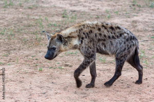 Obraz Hyäne