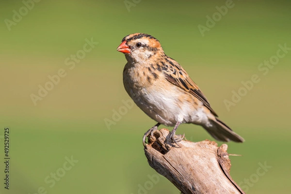 Obraz  pin-tailed whydah