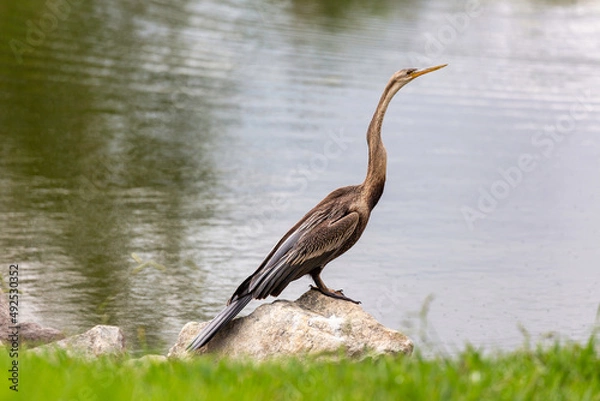 Obraz Schlangenhalsvogel
