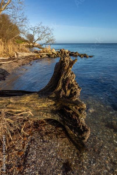 Fototapeta Denmark, Middelfart, 16.Dec. 2021 - Here from the beach, with bare trees, blue sky