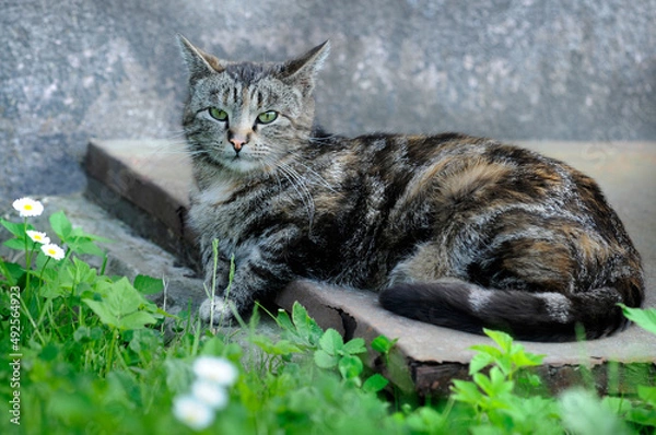 Fototapeta important tabby cat lies on a concrete slab, in the grass against the wall. Selective focus on the eyes
