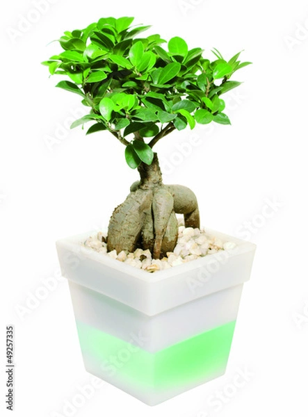 Obraz Bonsai in der Schale
