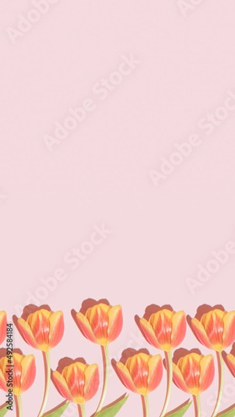 Obraz Spring season idea with colorful tulips on pastel bright pink background. Copy space vertical arrangement, happy floral concept.