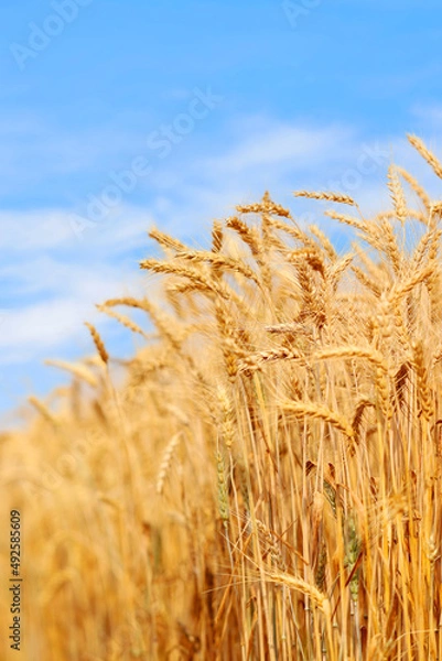 Fototapeta Golden wheat field at sunset with bright blue sky.  Agriculture farm and farming concept