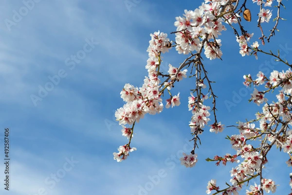 Obraz Flowering almond tree branches with blue sky background clouds and copy space