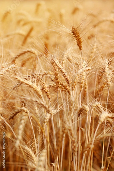 Fototapeta Golden wheat fields. The fully ripe wheat is ready to be harvested. Oats, rye, barley. wheat farming.