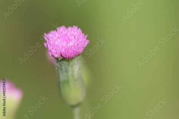 Obraz Pink flower macro closeup green background