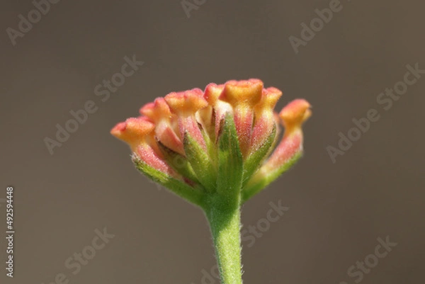 Obraz Pink flower macro closeup green background