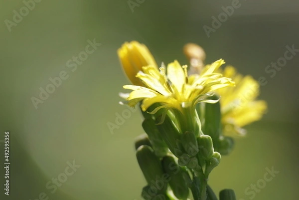 Obraz Yellow Flower closeup macro green background