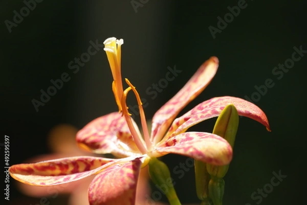 Obraz Red Flower macro closeup green background plant 